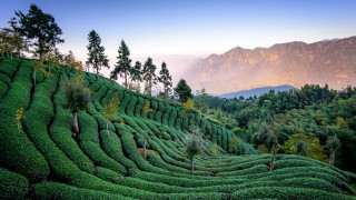 Lush green hillside mountain trees - lush free wallpaper