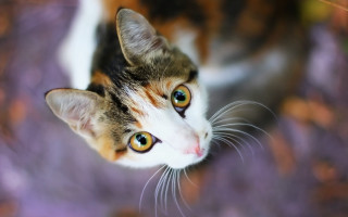 Black cat blue eyes bokeh - symmetrical eye free wallpaper
