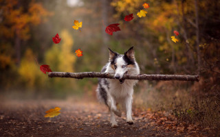 Dog stick forest autumn leaves - a stick free wallpaper