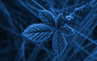 Blue leaf nature macro forest - a.b. frost free wallpaper
