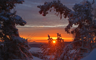 Sunset snowy forest distant sun - a sun free wallpaper