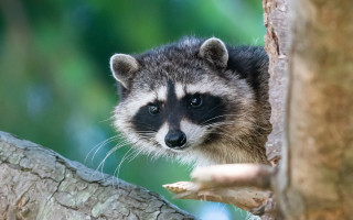 Raccoon tree branch blurry background - a raccoon free wallpaper