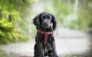 Black dog red collar woods - a red collar free wallpaper