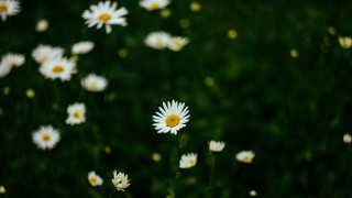 Daisy field green nature blurry - e. william gollings free wallpaper