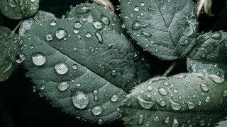 Green leaf water droplets macro 45 - a green leaf free wallpaper
