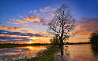 Tree water sunset sky clouds - sunset free wallpaper
