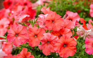 Red white flower garden bokeh - green leaf and flowers free wallpaper