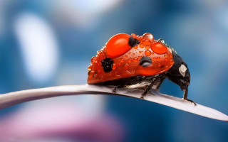 Ladybug waterdroplets metalblade macrooutdoors sky - a lady bug free wallpaper