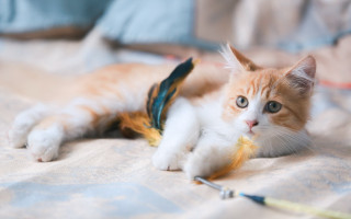 Cat toy feather blue arts - a toy free wallpaper