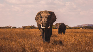Elephants tallgrass mountains clouds sunset - the background in the distance free wallpaper