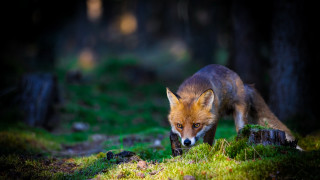 Fox woods grass log wildlife - grass and trees free wallpaper