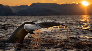 Whale sunset mountains boat reflection - the background and a boat free wallpaper