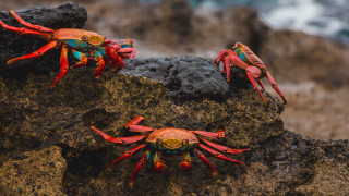 Three crabs ocean rock wave - antipodean free wallpaper