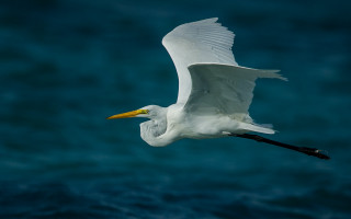 White bird ocean yellow beak - over the ocean free wallpaper