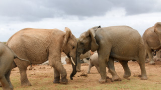 Elephants group grass dirt cloudy - free animals wallpaper