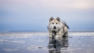 Dog beach water sky clouds - art free wallpaper