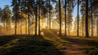 Forest path cabin sunrays magic - a path free wallpaper