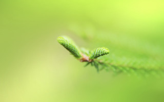 Green leaf blurry background macro 4 - this image free wallpaper