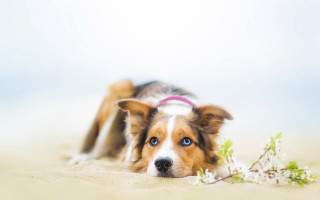 Dog flower shiba inu bluish - the sand free wallpaper