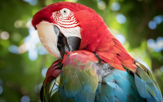 Red blue parrot branch bokeh - bourgeoi free wallpaper