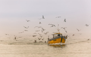 Boat seagulls yellow hull art - bascove free wallpaper
