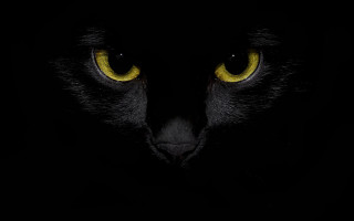 Black cat yellow eyes crescent - the eye free wallpaper