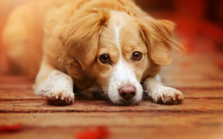 Dog sad eyes photorealism animal - elke vogelsang free wallpaper