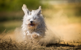 Small white dog running field 2 - a field of grass and dirt free wallpaper