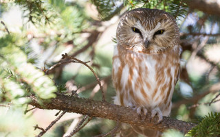 Small owl perched branch forest 3 - a small owl free wallpaper