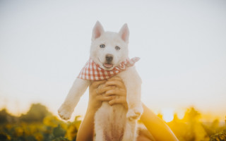 Sunflower field dog autumn fire - a field of sunflowers free wallpaper