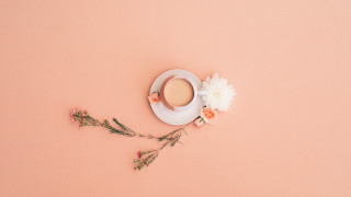 White hat flower pink background - a white hat free wallpaper
