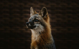 Fox closeup brickwall portrait animalphotography - arie smit free wallpaper for desktop
