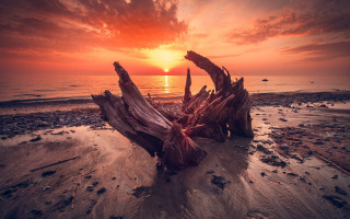 Tree stump beach sunset water - the background and a body of water free wallpaper