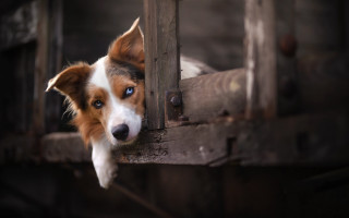 Dog peeking shiba inu blurry - his head free wallpaper