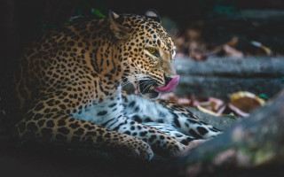 Leopard tongue out shade tree - its tongue free wallpaper