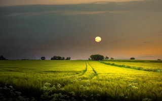 Sunset trail tree field cloud - beautiful free wallpaper for desktop
