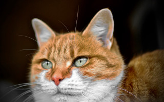 Cat green eyes serious macro - green eye free wallpaper