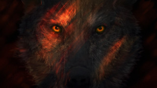 Wolf yellow eyes red background - wild free wallpaper