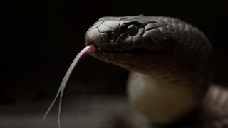 Snake tongue out cobra portrait - its tongue free wallpaper