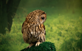 Small owl green ball grass - a small owl free wallpaper