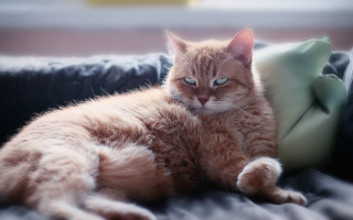 Cat couch pillow green glamor - catrin g grosse free wallpaper