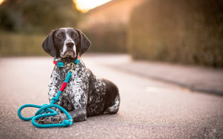Dog leash street house blurry - de stijl free wallpaper
