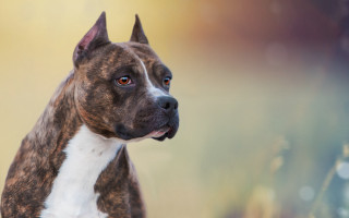 Dog spots elke vogelsang photorealism - spot free wallpaper