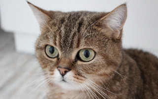 Cat green eyes serious superflat - green eye free wallpaper