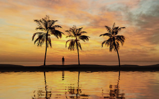 Man water palm trees sunset - palm tree free wallpaper