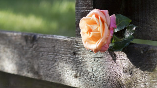 Rose wooden fence post green - a single rose free wallpaper