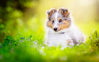 Small dog grass blurry background - a small dog free wallpaper