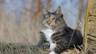 Sad cat on log woods - a stock photo free wallpaper