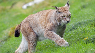 Cat walking green field forest - hillside free wallpaper