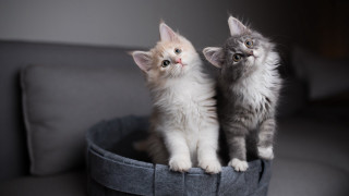 Kittens basket couch animal photography - a basket free wallpaper